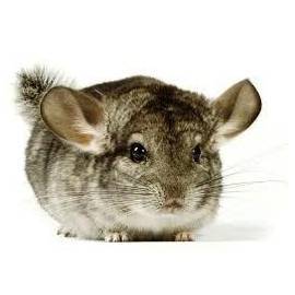 Chinchilla