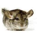 Chinchilla