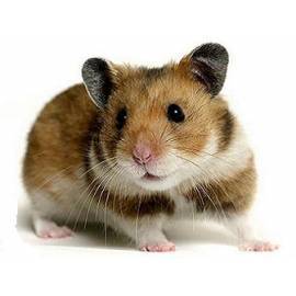 Hamsters