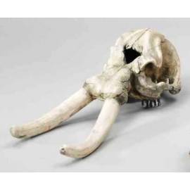europet bernina Cráneo Elefante Acuario