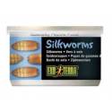 Exo Terra Silkworms