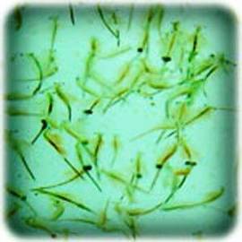 Artemia Viva (10 Gr.)