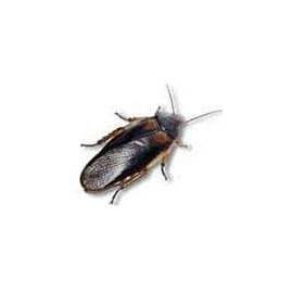 Cucaracha Blaptica Dubia 