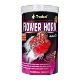 Tropical Flower Horn Adult