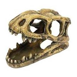 ICA Cabeza Fósil Tiranosaurio Rex
