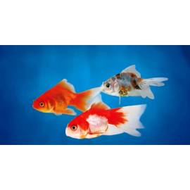 Fantail Surtido 4-5 cm